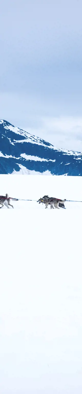 Erkunde traumhafte Landschaften mit dem eigenen Hundegespann